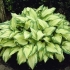 Hosta albopicta